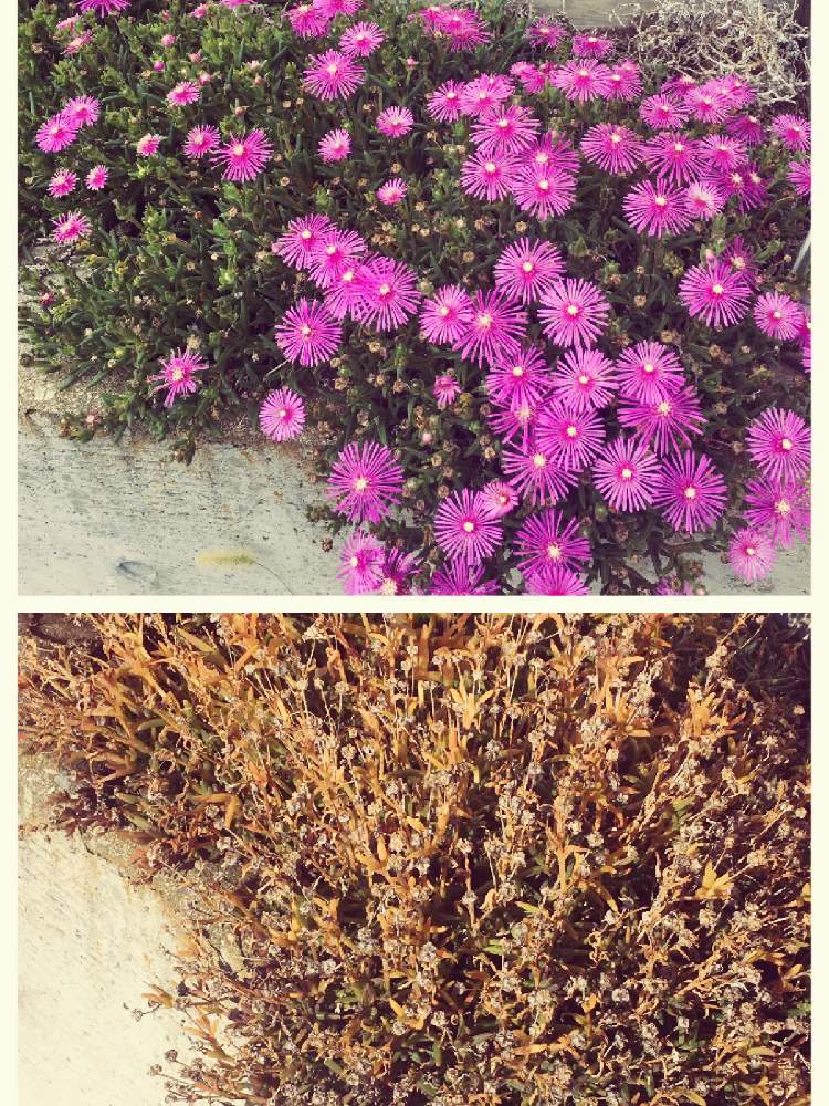 松葉菊の投稿画像 By Sumika 出窓でがんばるゼリー化恐怖症さん エントランスと花のある暮らしと東北の冬とアパートガーデンと雪国 山形と花のある暮らしと東北の冬とアパートガーデンと雪国 山形 19月12月29日 Greensnap グリーンスナップ Greensnap