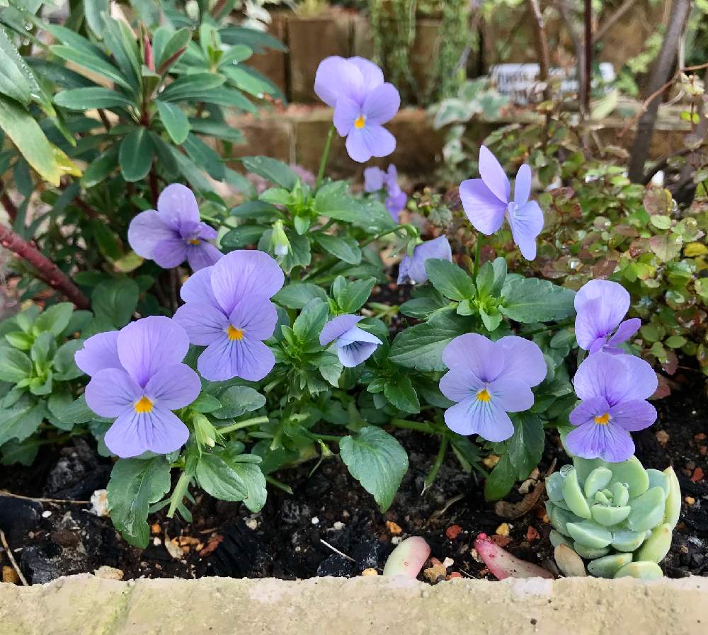 ビオラ ビビ ヘブンリーブルーの投稿画像 By にわこさん ビオラ パンジーと小庭ガーデナーと半日陰と今日の一枚と今日のお花と花のある暮らしと多肉植物 19月12月29日 Greensnap グリーンスナップ