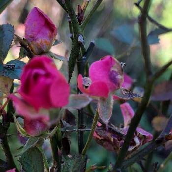 ミニ薔薇みさきの画像 by ダンボ、サリー、シンバさん | 広い庭とミニ薔薇みさき
