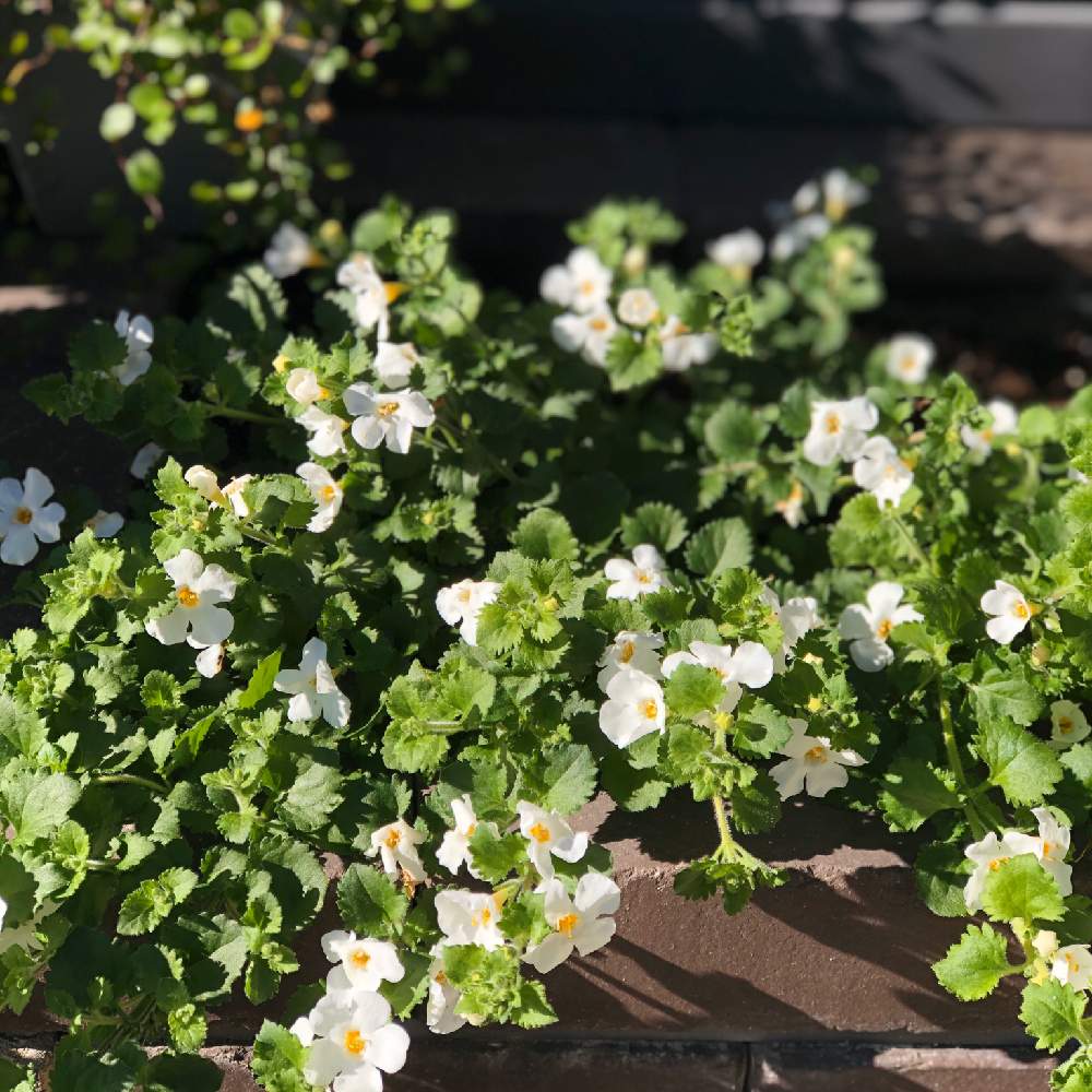 バコパの投稿画像 By Ricacoさん 東向きとがんばって育てると小さな花壇と可愛い 艸 と大輪バコパ と可愛い白い花と花のある暮らしと白い 花 19月12月29日 Greensnap グリーンスナップ