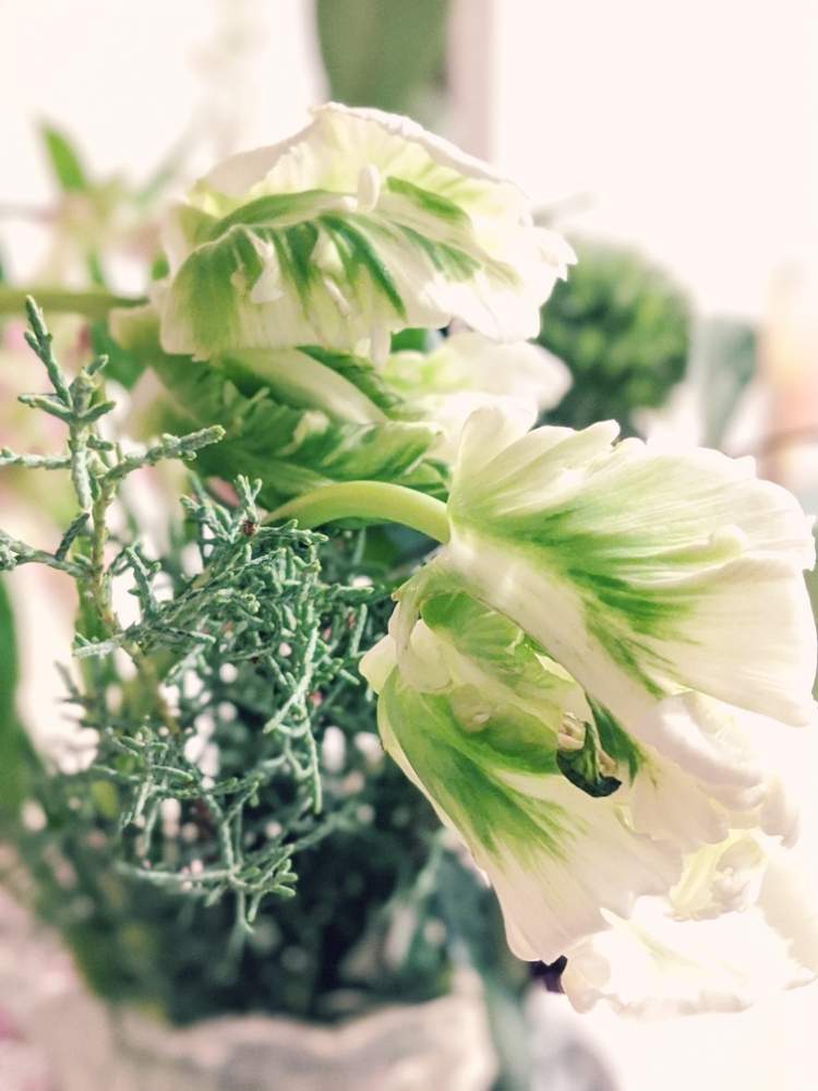 パロット咲チューリップの投稿画像 By まうさん 花のある暮らしと長く楽しむとグリーングリーン とかわり咲きとイイハナ サブスクと本日の1本とみどりと白と本日のお花 19月12月29日 Greensnap グリーンスナップ