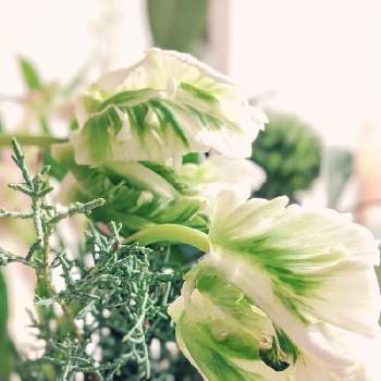 本日のお花の画像 by まうさん | 部屋とパロット咲チューリップと花のある暮らしと長く楽しむとグリーングリーン♪とかわり咲きとイイハナ　サブスクと本日の1本とみどりと白と本日のお花