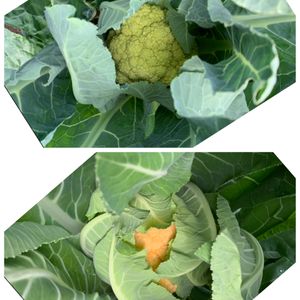 黄緑カリフラワー,オレンジ・カリフラワー,はたけ,収穫,収穫物の画像