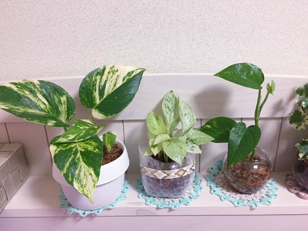 観葉植物の投稿画像 By Iroaさん ポトス と ポトス 19月12月30日 Greensnap グリーンスナップ
