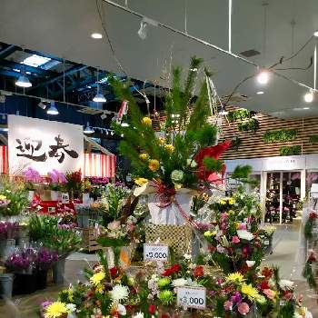 カインズ茂原店の投稿画像一覧 Greensnap グリーンスナップ