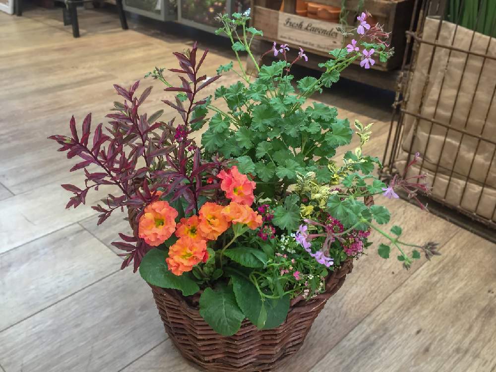 バルコニー ベランダの投稿画像 By インナチュラル セブンパークアリオ柏店さん 寄せ植えと花のある暮らしとワークショップ開催予定と寄せ植えと花のある暮らしとワークショップ開催予定 19月12月30日 Greensnap グリーンスナップ Greensnap グリーン