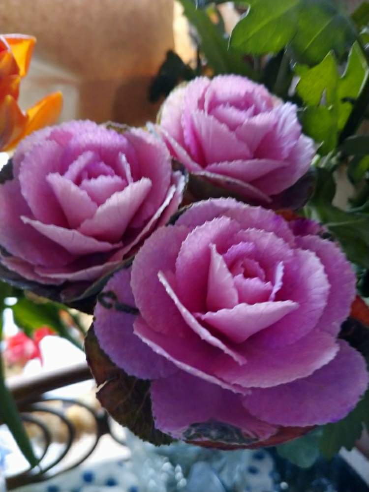 葉牡丹 の投稿画像 By うさぎさん 癒し系と可愛い とピンク色 と花のある暮らし 19月12月30日 Greensnap グリーンスナップ