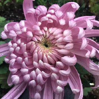 菊のはなの画像 by etsuさん | 広い庭と花のある暮らしと薄紫色と師走と菊のはな