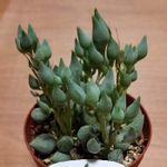 姫路 花もん屋の一覧 Greensnap グリーンスナップ 姫路 花もん屋の一覧 Greensnap グリーンスナップ