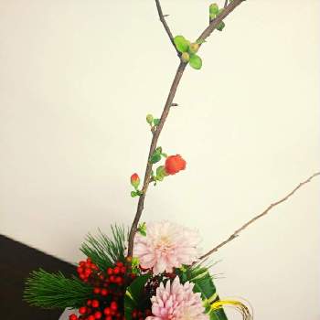 シマハランの画像 by 魔女さん | キクとナンテンとボケと枝若松とシマハランとお花のレッスンにて。