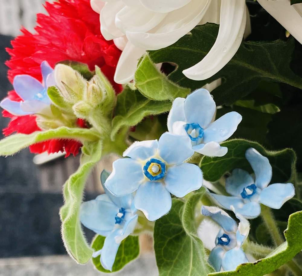 ブルースターの投稿画像 By らりるん さん ブルースターピュアブルーと青い花と仏花とお墓参り 19月12月30日 Greensnap グリーンスナップ