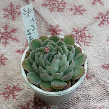 ゆつきさん交配苗の投稿画像一覧 Greensnap グリーンスナップ