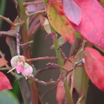 ブルーベリーの木（紅葉）の画像 by 花と虫と風と空とさん | ブルーベリーの 花とブルーベリーの木（紅葉）