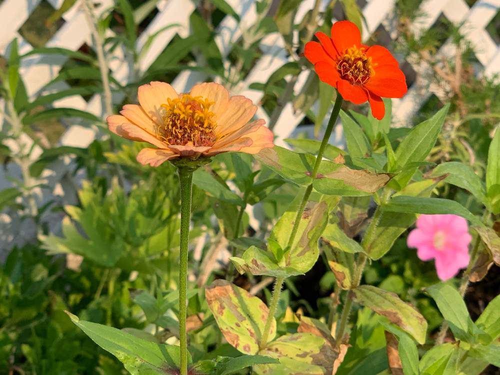 ジニアの投稿画像 By Chiekittaさん ジニア 百日草 とsydneyと種まきと種からと種まきから育てるとオーストラリアと花のある暮らしとaustralia 19月12月31日 Greensnap グリーンスナップ