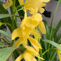 シンビジウム,ラン,ラン科,黄色い花,神代植物公園の画像