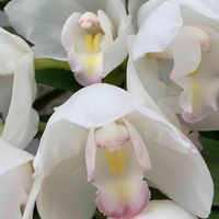 シンビジウム,ラン,白い花,今日のお花,お出かけ先の画像