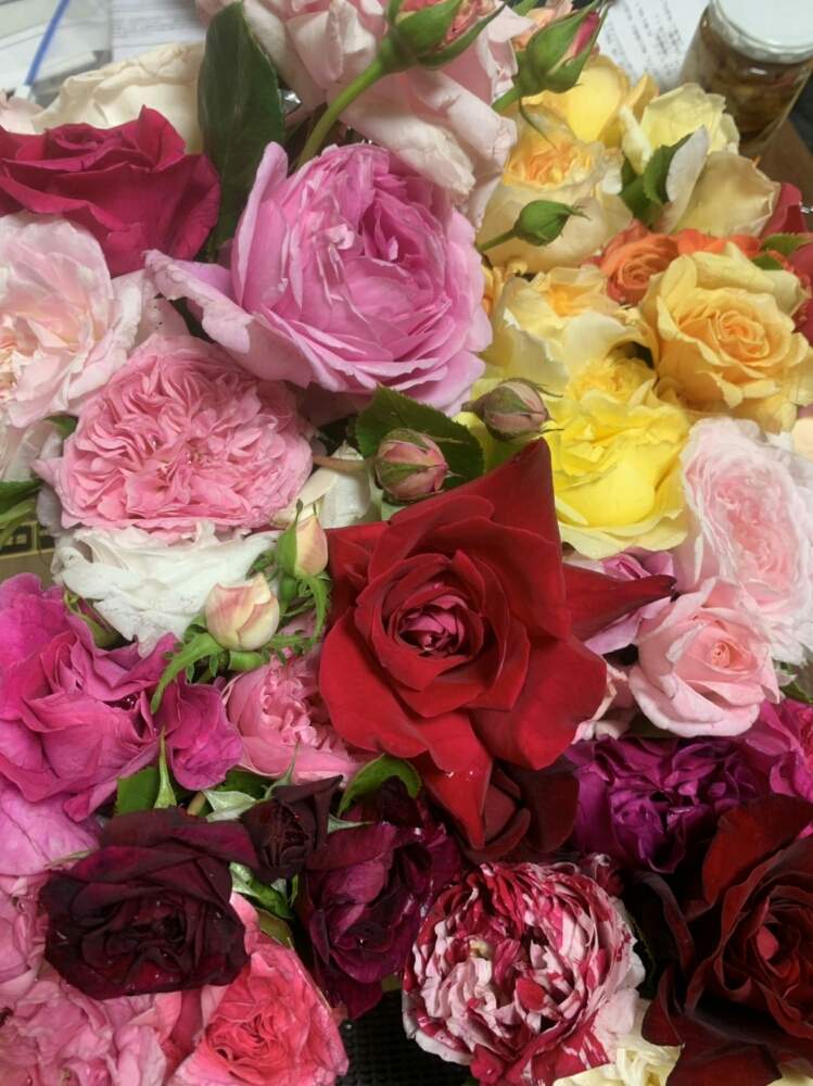 初めての堆肥作りに挑戦 Greensnap グリーンスナップ