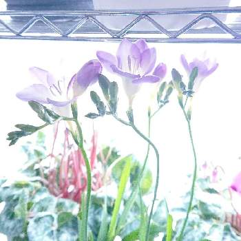 いい香りのフリージアの投稿画像一覧 Greensnap グリーンスナップ