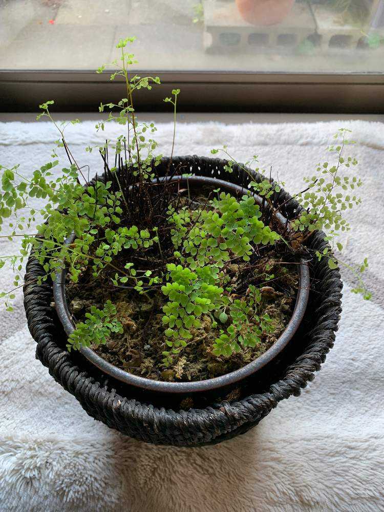 アジアンタムの成長日記 Greensnap グリーンスナップ