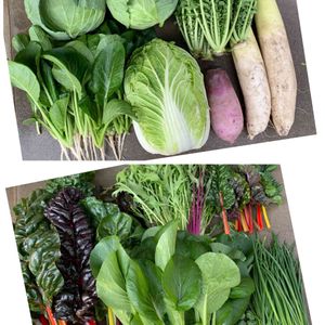 野菜,はたけ,収穫,収穫物,自家製野菜の画像