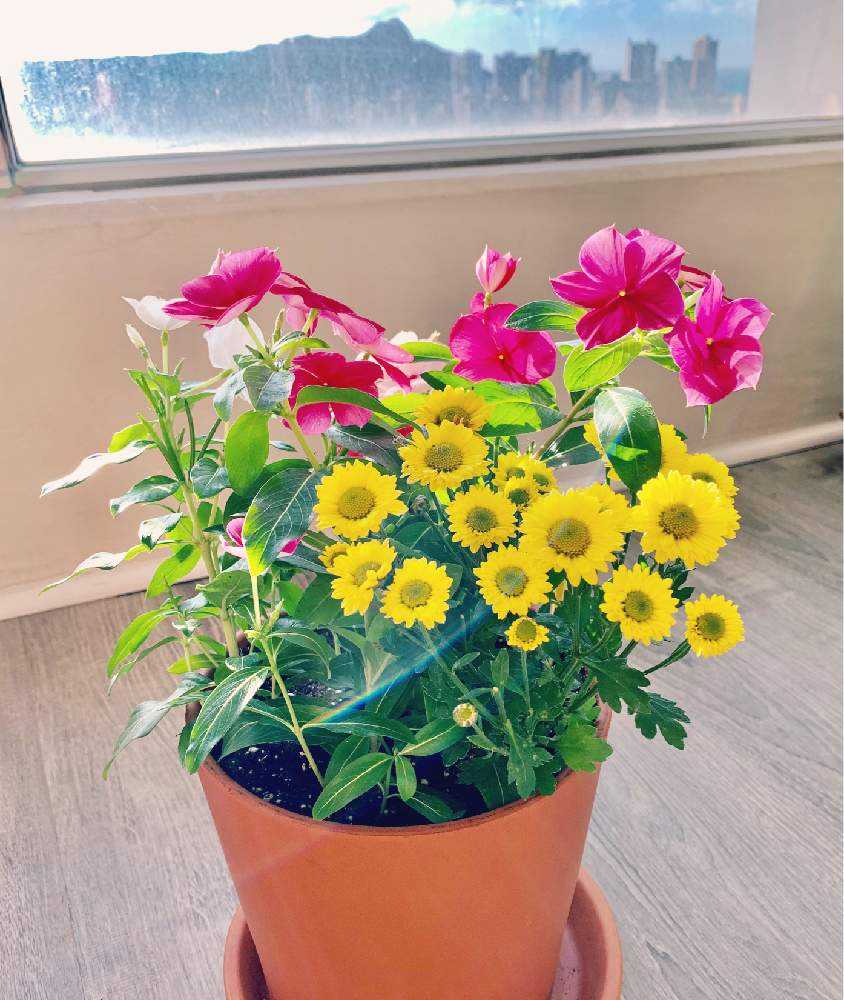 ニチニチソウの成長記録ー初めてのお花観察日記ー Greensnap グリーンスナップ