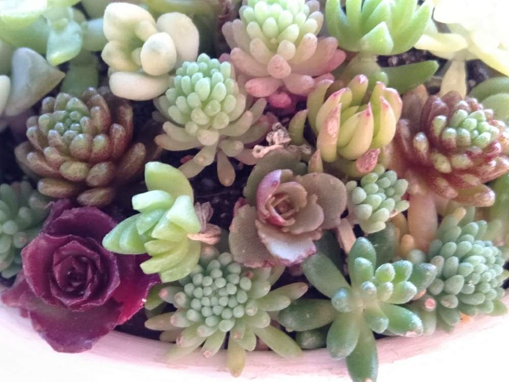 多肉植物初心者の投稿画像 By 蜜さん 多肉植物寄せ植えと多肉植物のある暮らしと多肉女子とテーブルガーデニング 月1月1日 Greensnap グリーンスナップ 多肉植物初心者の投稿画像 By 蜜さん 多肉植物寄せ植えと多肉植物のある暮らしと多肉女子とテーブルガーデニング 月1月1日 Greensnap グリーンスナップ