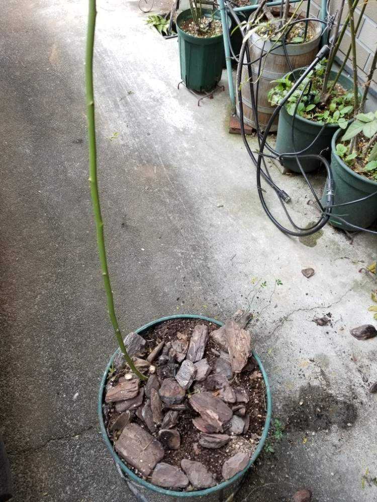 安曇野の鉢替え記録 その1 Greensnap グリーンスナップ