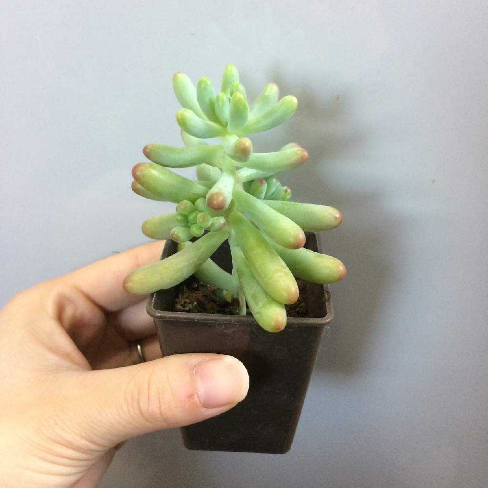 End 100均の乙女心 葉挿しチャレンジ Greensnap グリーンスナップ