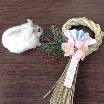 ネズミの画像 by yukari23さん | 部屋とネズミとしめ縄飾りと子年とセリアとハムスターと正月