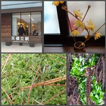 greensnap グリーンスナップ
