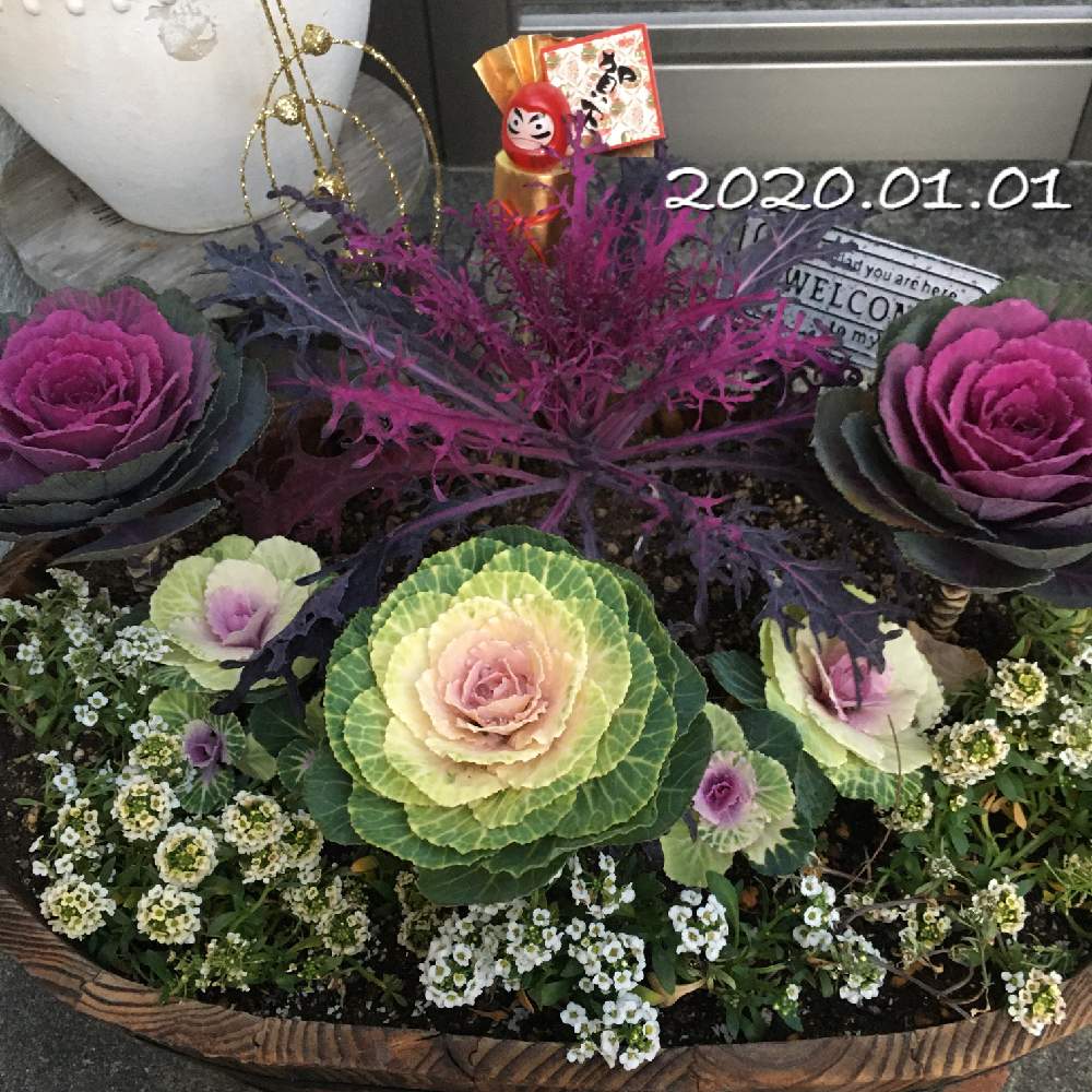 寄せ植えの投稿画像 By Cannatyさん ナチュラルガーデンと季節の花と放置庭とお正月とまだまだ初心者と花のある暮らしとゆるガーデニング 月1月1日 Greensnap グリーンスナップ 寄せ植えの投稿画像 By Cannatyさん ナチュラルガーデンと季節の花と放置庭とお正月とまだまだ初心者と花のある暮らしとゆるガーデニング 月1月1日 Greensnap グリーンスナップ