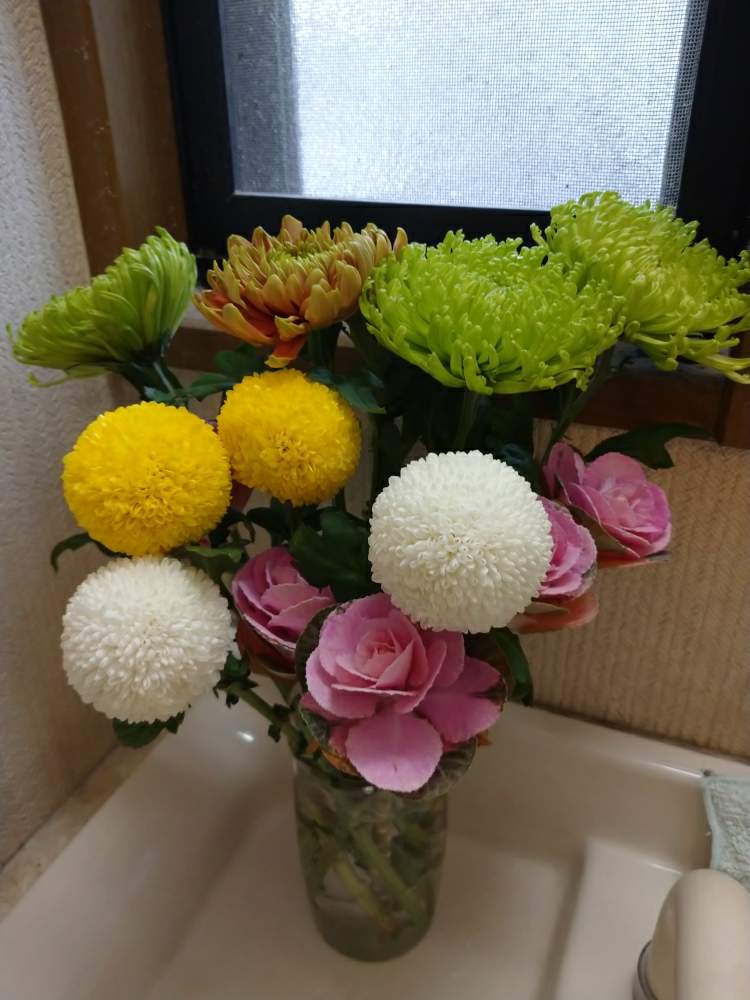 お正月 の投稿画像 By うさぎさん グリーンの菊 と癒し系と可愛い とお気に入りのお花屋さんとポンポン菊 と花のある暮らし 月1月2日 Greensnap グリーンスナップ