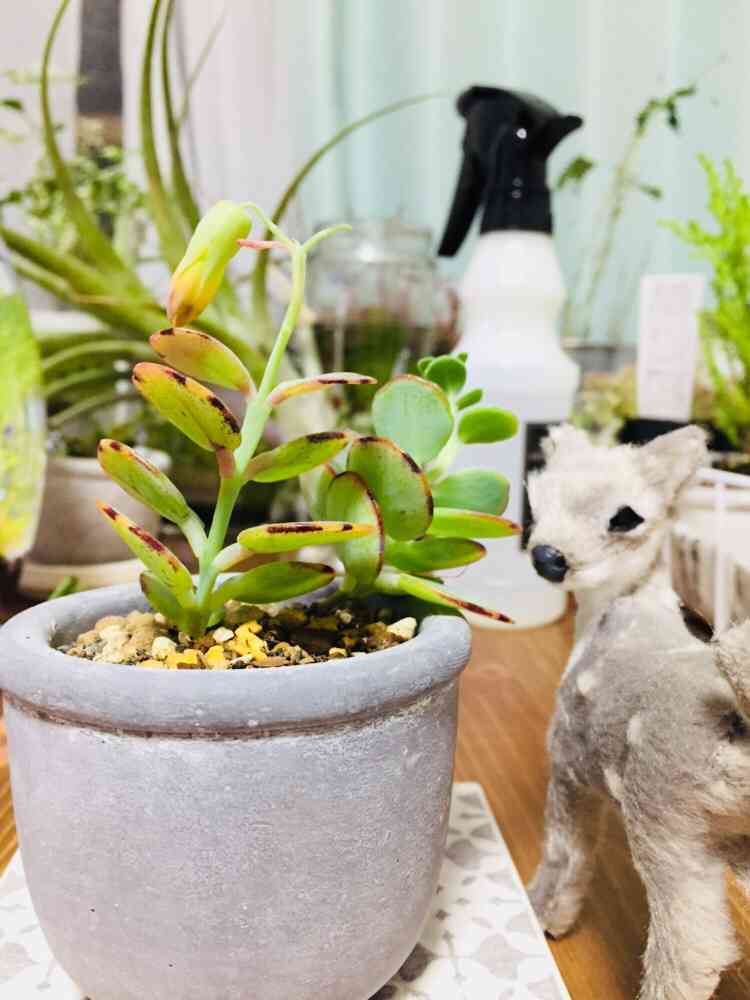 マルニエリアナ✨2021/05/09｜🍀GreenSnap（グリーンスナップ）