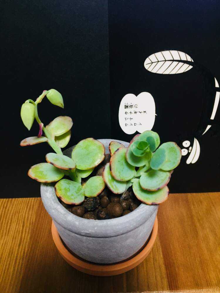 マルニエリアナ✨2021/05/09｜🍀GreenSnap（グリーンスナップ）