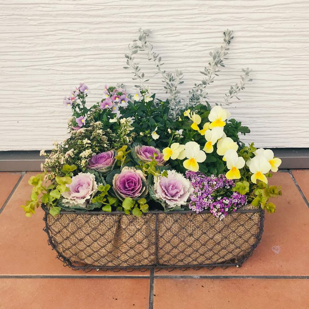 アリッサムの投稿画像 By Dawn23さん ネメシアと葉牡丹とビオラとオレアリア リトルスモーキーとリシマキア オーレアとタイムとフロスティーライムと 寄せ植えとシルバーリーフと花のある暮らしと 年お正月 フォトコンとワイヤーバスケットと冬に咲く花フォトコンと