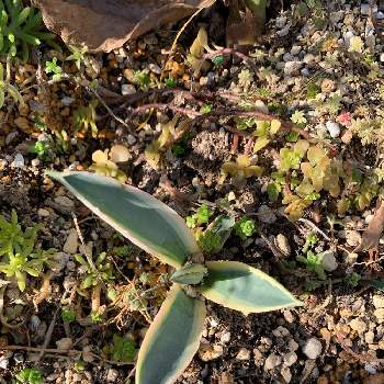 アガベ サルミアナ フェロックス錦 黄覆輪の投稿画像一覧 Greensnap グリーンスナップ