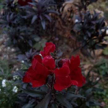 ブロンズリーフの画像 by めるぷーさん | 小さな庭とキンギョソウと深紅とブロンズリーフとお花大好き♡と植物大好きときれいと銅葉と可愛いと花のある暮らし