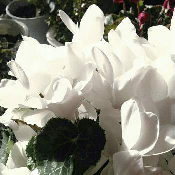 キーコ′s ガーデンの画像 by キーコさん | 窓辺とシクラメンとHTCと白い花が好きと思いやりと新春と花のある暮らしとキーコ′s ガーデンとキュンキュン乙女倶楽部No.54