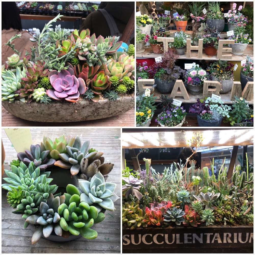 お出かけ先の投稿画像 By Momoさん 花のある暮らしと多肉女子とsucculentariumと南町田グランベリーパークと花 のある暮らしと多肉女子とsucculentariumと南町田グランベリーパーク 月1月2日 Greensnap グリーンスナップ Greensnap グリーンスナップ