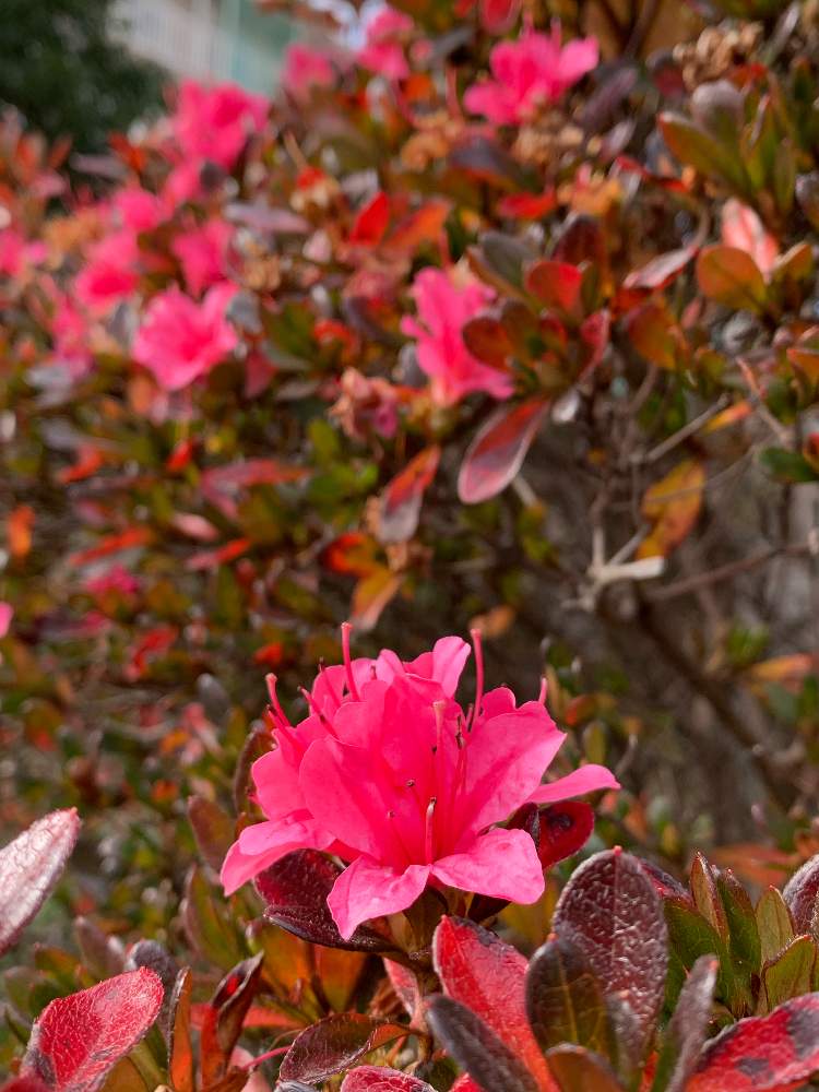 ツツジの投稿画像 By えみちゃんさん 可愛い とえっ と花撮りウオーキングと道沿いの花壇 月1月2日 Greensnap グリーンスナップ