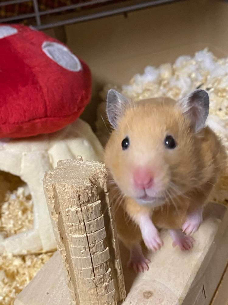 キンクマハムスターの投稿画像 By ハナクロムさん 月1月2日 Greensnap グリーンスナップ
