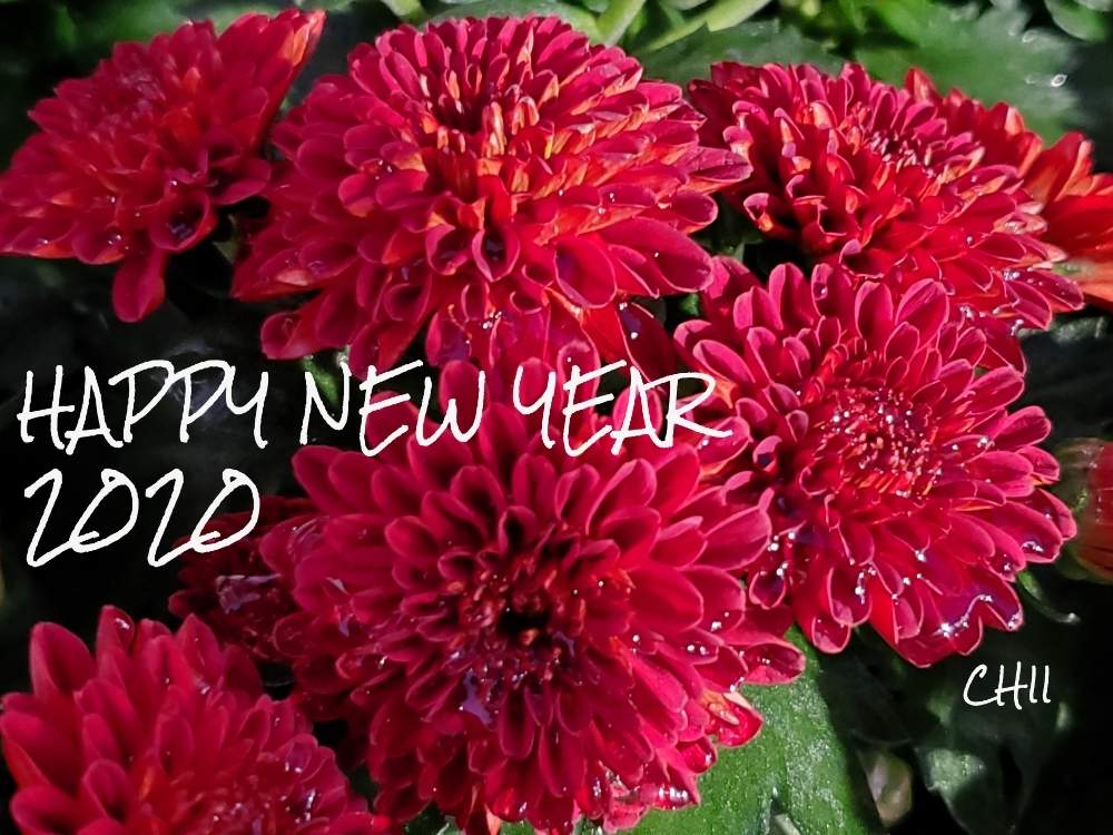 菊の花 の投稿画像 By Chiiさん きくとゴージャスとかっこいい とステキ と華やかと大好きと今日の一枚と美しいと赤い花と花のある暮らしとエレガント 月1月3日 Greensnap グリーンスナップ