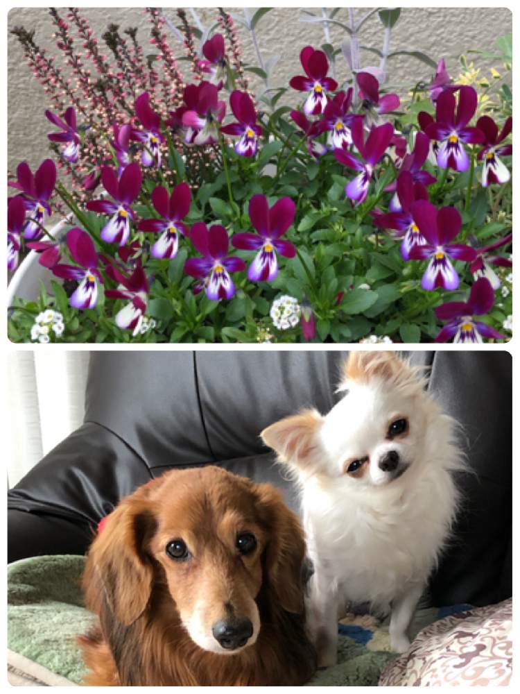 ビオラバニーイヤーの投稿画像 By まゆっちさん がんばれ 千葉 と寄せ植えと犬 いぬ Dogと頑張ろう千葉とがんばろう福島と花のある暮らしと犬 いぬ ワンコとミニチュアダックスフンドとダックスぴーちゃん 月1月3日 Greensnap グリーンスナップ
