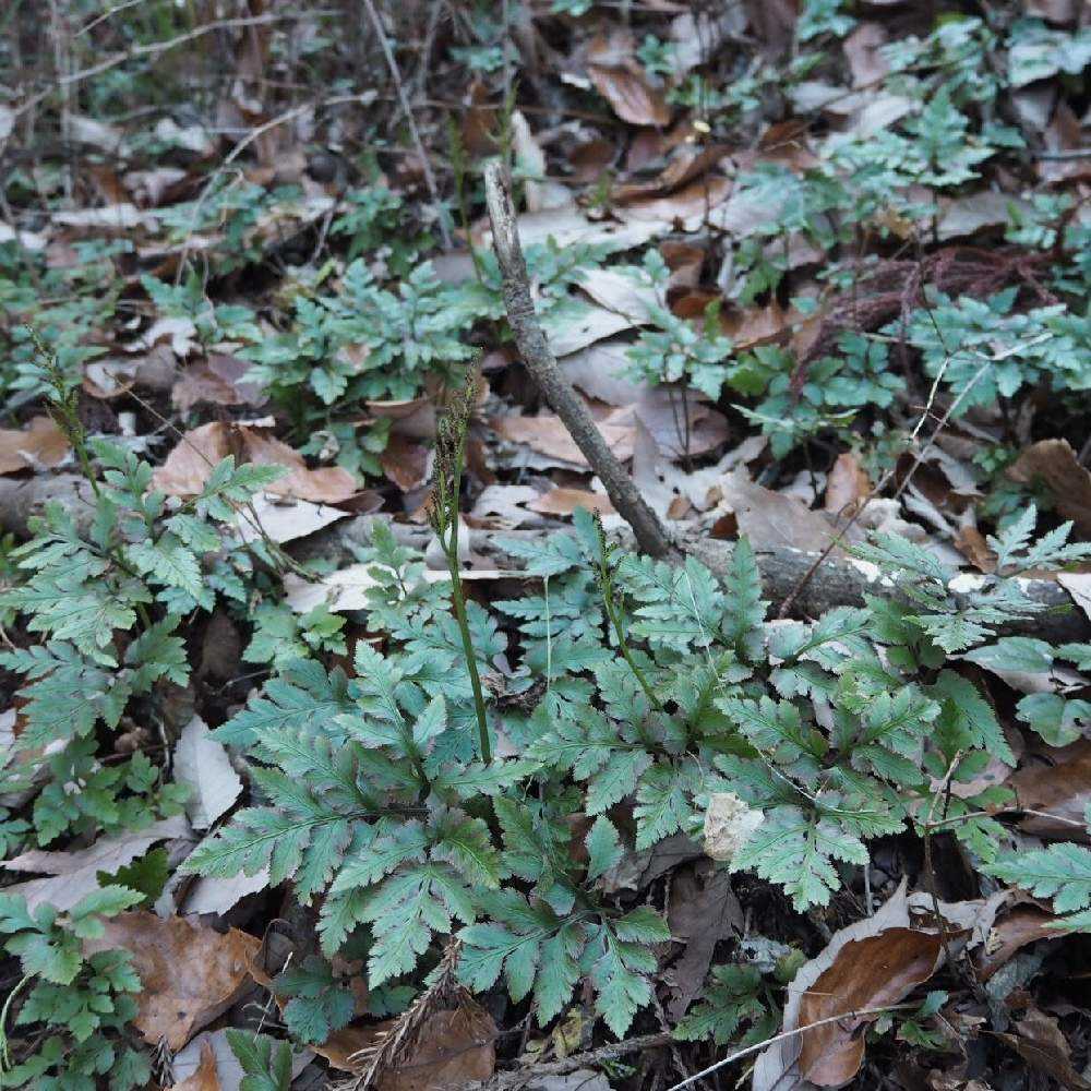 ヒカゲノカズラ 新春 ヒカゲノカズラ 【公式通販】