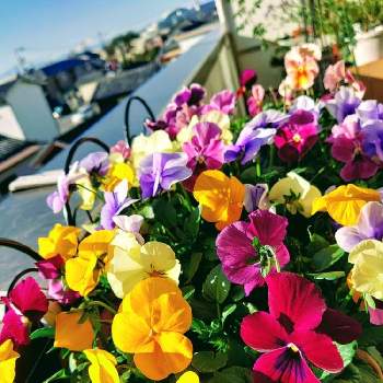 トリコロールカラーの投稿画像一覧 Greensnap グリーンスナップ