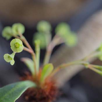 ユーフォルビア 花図鑑の投稿画像一覧 Greensnap グリーンスナップ