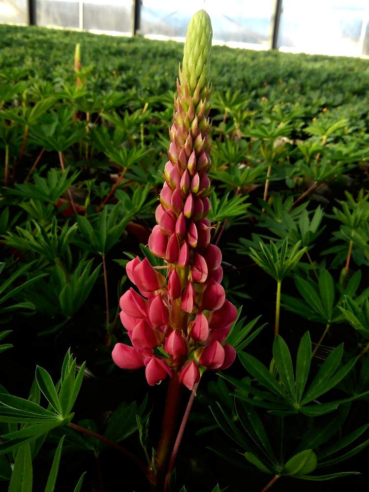 ルピナス 天まで届けの投稿画像 By つよすぃ さん 寄せ植えと花のある暮らしと宿根草花壇と初春 月1月3日 Greensnap グリーンスナップ