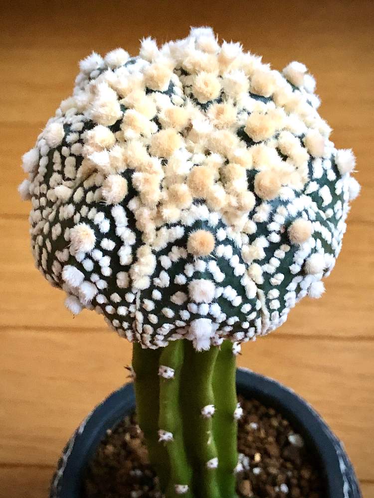 サボテンの投稿画像 By 大福 もこもこ さん アストロフィツム 兜とウルトラ花園兜とサボテン科とアストロフィツムと栽培記録と花のある暮らしと北海道 月1月3日 Greensnap グリーンスナップ
