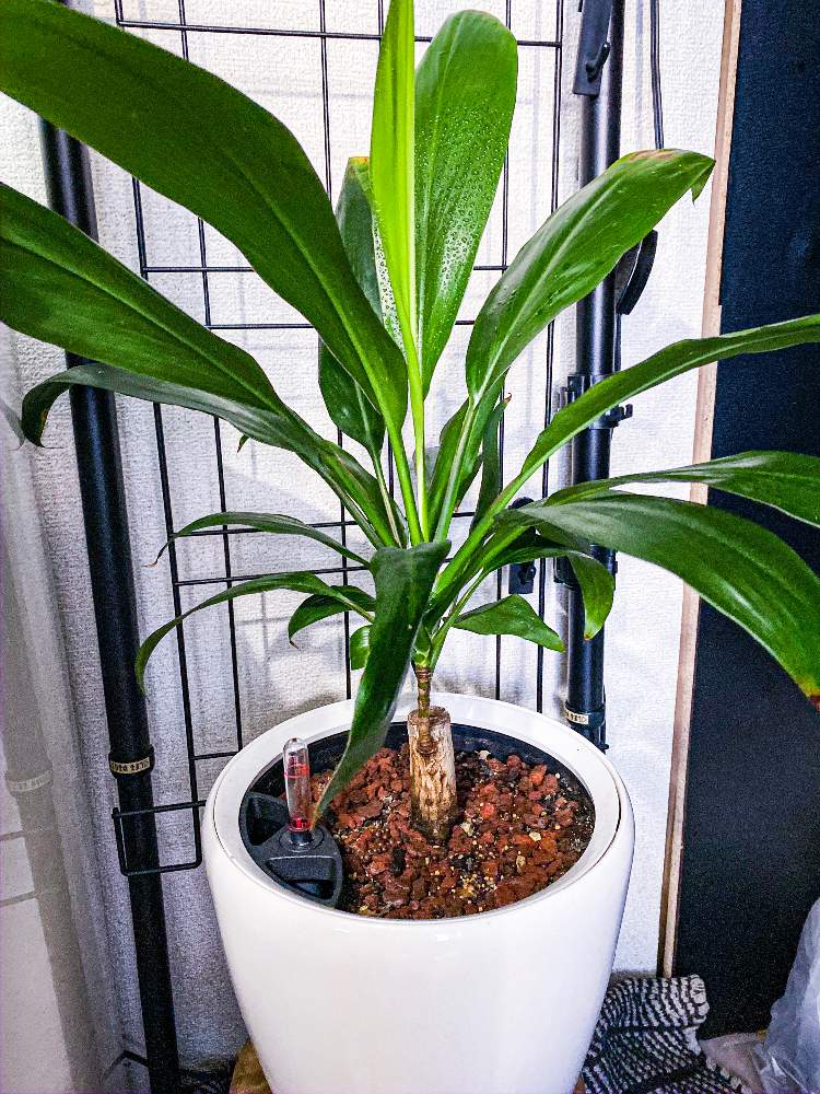 青ドラセナの投稿画像 By フシギバナさん 観葉植物と植物のある暮らしと植物男子とドラセナ属と植中毒とレチューザとダイソー産 月1月3日 Greensnap グリーンスナップ