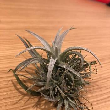 チランジア カピタータモーブの投稿画像一覧 Greensnap グリーンスナップ